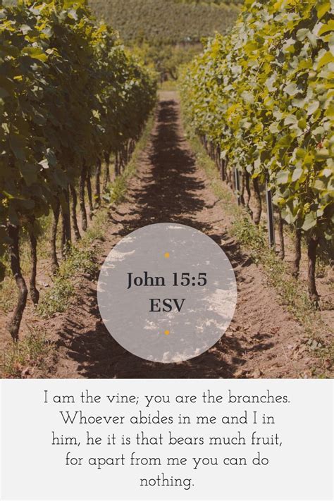 15 I am the true vine, and my Father is the vinedresser. . John 15 5 esv